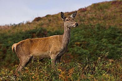 《黎明杀机》万圣节活动10月19日上线 参加可得精致限定装备